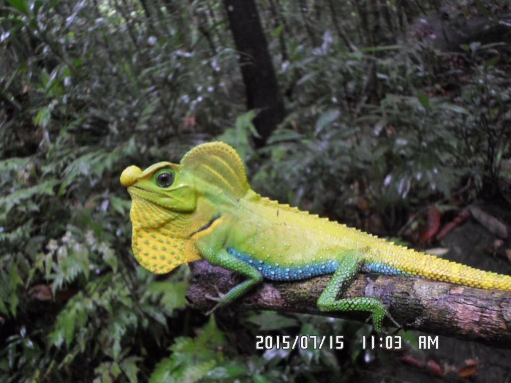 Rainforest Holiday Inn Deniyaya Esterno foto